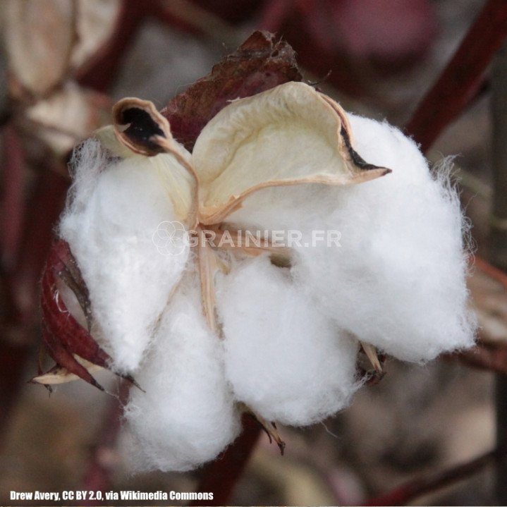 Mexican cotton, country cotton, gossypium hirsutum image